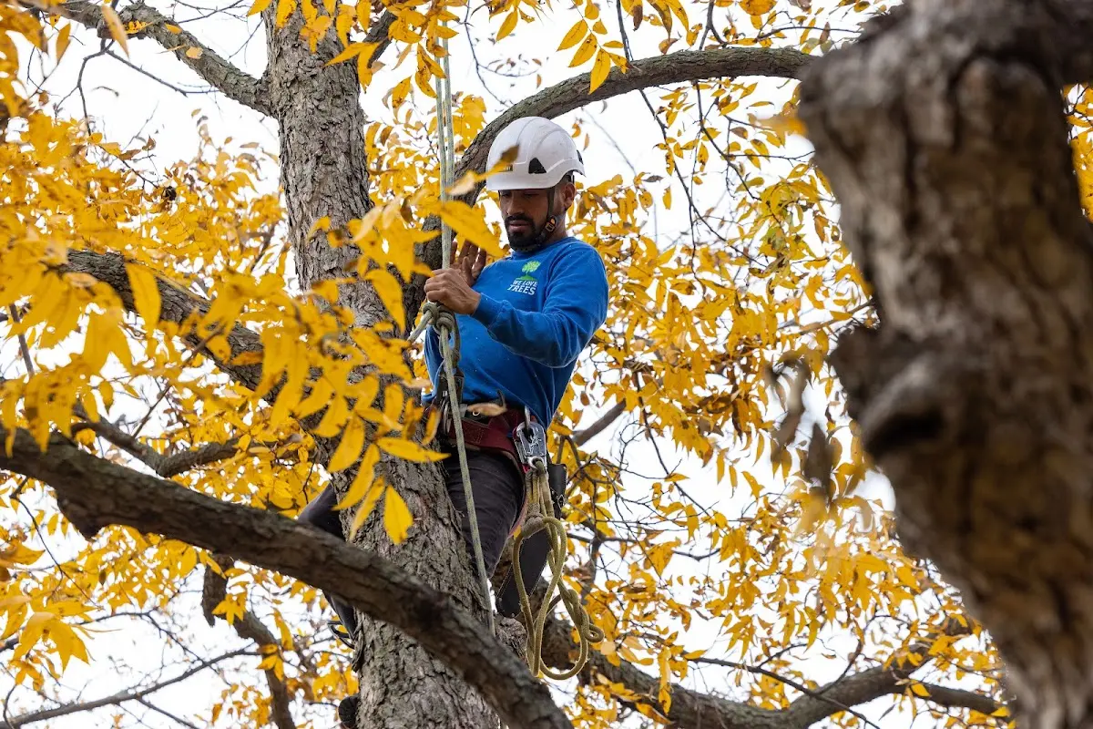 Skilled Tree Planting crew working in Fruita