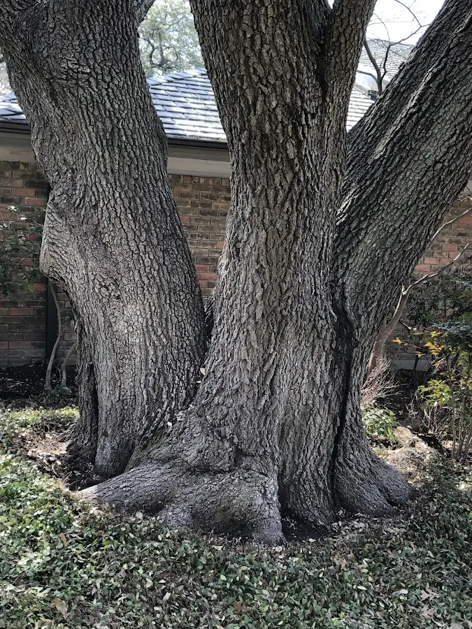 Mature heritage tree close to a Fruita property cared for by certified arborists